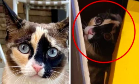 Gatto attraversa l'America in un pacco Amazon